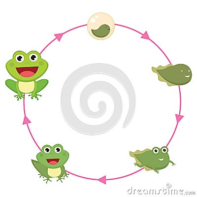 The Life Cycle Of Frog Vector Illustration Vector Illustration