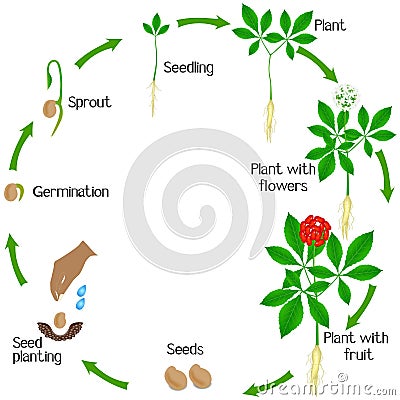 Life cycle of a ginseng Panax ginseng plant on a white background. Vector Illustration