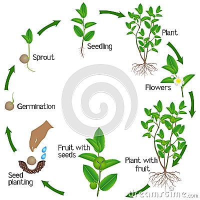 Life cycle of green tea camellia sinensis plant on a white background. Vector Illustration