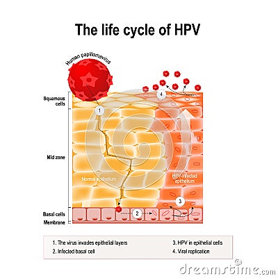 Life cycle of hpv Vector Illustration