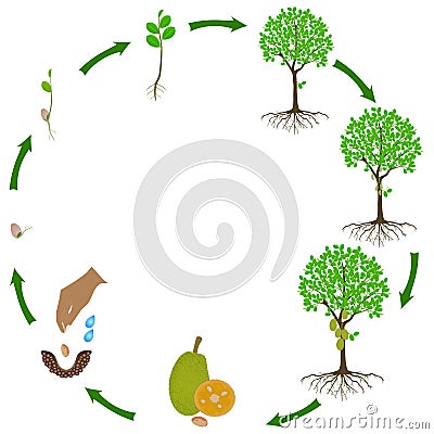 Life cycle of jackfruit tree on a white background. Vector Illustration