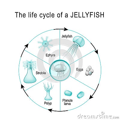 Life cycle of a jellyfish Vector Illustration