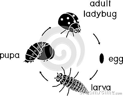 Life cycle of ladybug. Stages of development of ladybug from egg to adult insect Stock Photo