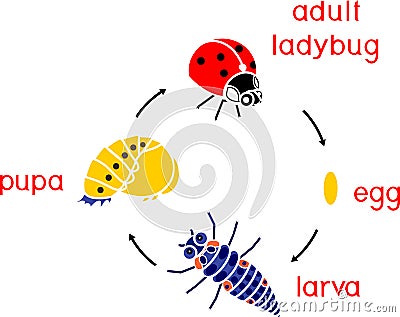 Life cycle of ladybug. Stages of development of ladybug from egg to adult insect Stock Photo