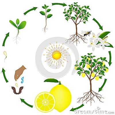 Life cycle of a lemon tree on a white background. Vector Illustration