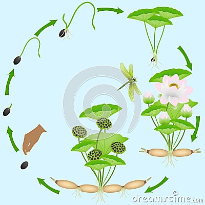 Life cycle of lotus plant on a blue background. Vector Illustration