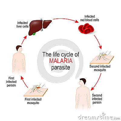 Life cycle of a malaria parasite Vector Illustration