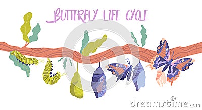 Life cycle and metamorphosis of a butterfly from caterpillar Vector Illustration
