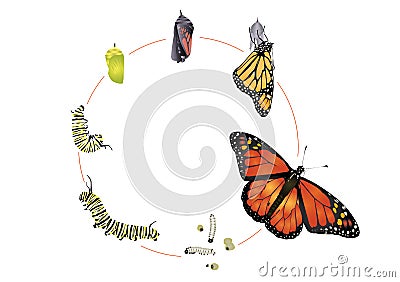 Life cycle of monarch butterfly Stock Photo