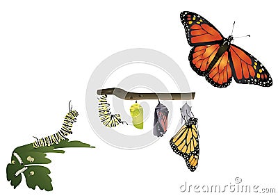 Life cycle of monarch butterfly Stock Photo