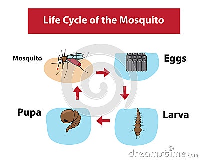 Life Cycle of the Mosquito in color flat style Vector Illustration