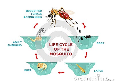 Life Cycle of the Mosquito Vector Illustration