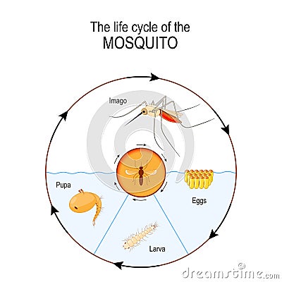 Life cycle of the mosquito: imago, eggs, pupa, larva. Vector Illustration