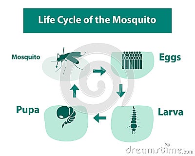 Life Cycle of the Mosquito in monochrome style Vector Illustration