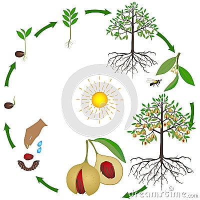 Life cycle of nutmeg plant on a white background. Vector Illustration
