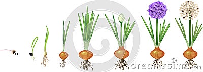 Life cycle of onion. Stock Photo