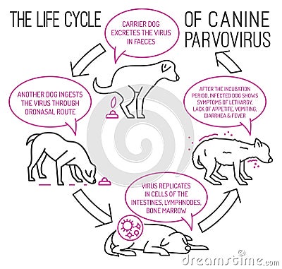 The life cycle of parvovirus in dogs. Vector Illustration