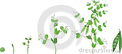 Life cycle of pea plant. Stages of pea growth from seed to adult plant with fruits Stock Photo