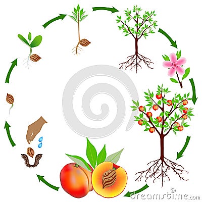 Life cycle of a peach plant on a white background. Vector Illustration