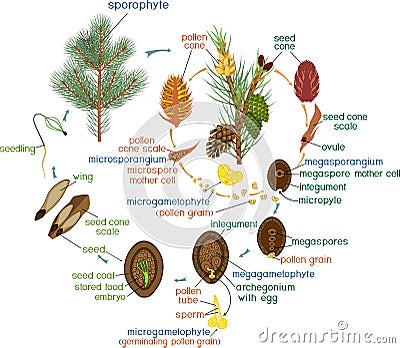 Life Cycle of Pine Tree: reproduction of gymnosperms with titles Stock Photo