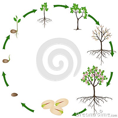 Life cycle of pistachio plant on a white background. Vector Illustration