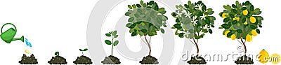 Life cycle plant Stock Photo