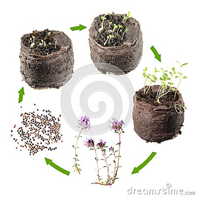 Life cycle of plant. Stages of growth of thyme or Thymus serpyllum from seed to flowering plant Stock Photo