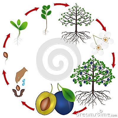 Life cycle of a plum tree on a white background. Vector Illustration