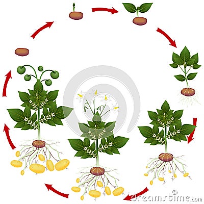 Life cycle of potato plant on a white background. Vector Illustration