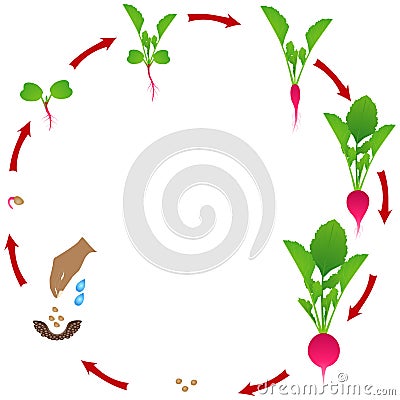 Life cycle of radish plant on a white background. Vector Illustration