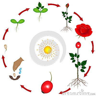 The life cycle of a rose plant on a white background. Vector Illustration