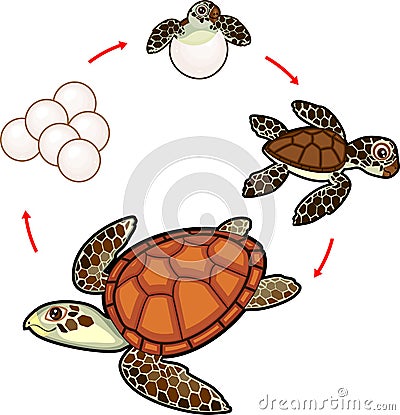 Life cycle of sea turtle. Sequence of stages of development of turtle from egg to adult animal Stock Photo