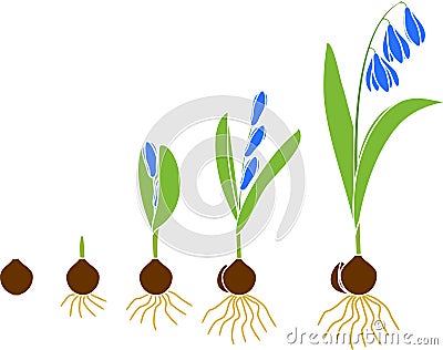 Life cycle of Siberian squill or Scilla siberica. Stages of growth from bulb to flowering plant Stock Photo