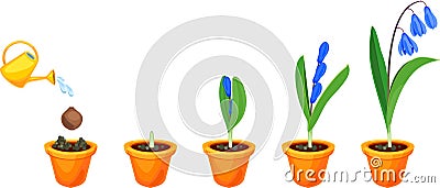 Life cycle of Siberian squill or Scilla siberica. Stock Photo