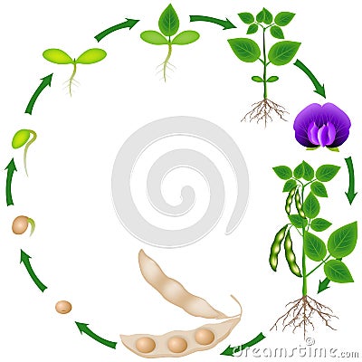 Life cycle of a soybean plant on a white background. Vector Illustration