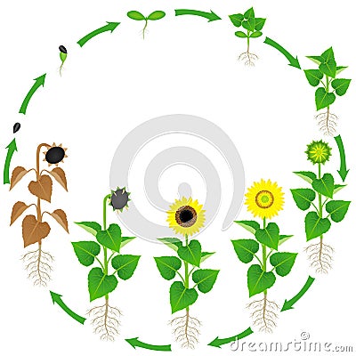 Life cycle of a sunflower plant on a white background. Vector Illustration