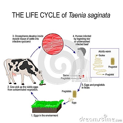 The life cycle of taenia saginata or beef tapeworm Vector Illustration