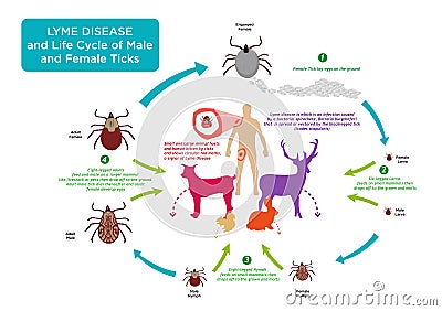 Life Cycle of Tick bug and Lyme Disease concept Vector Illustration
