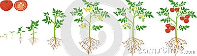 Life cycle of tomato plant. Vector Illustration