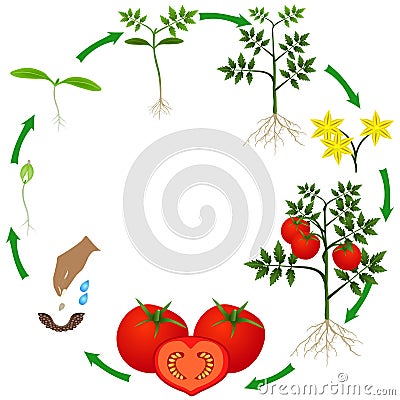 Life cycle of a tomato plant on a white background. Vector Illustration