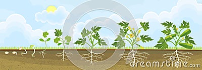 Life cycle of zucchini plant. Growth stages from seeding to flowering and fruit-bearing plant Stock Photo