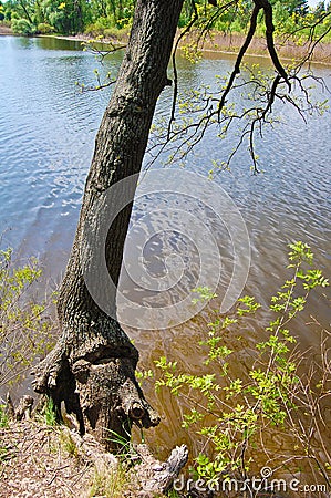 Life on the edge.The tree was hooked by the roots of life on the edge of the cliff in a beautiful place above the water of the riv Stock Photo