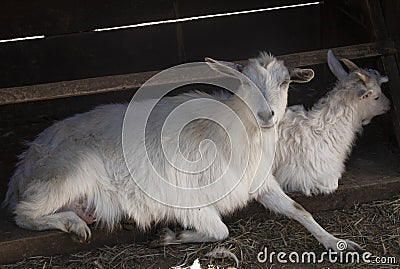 life on the farm. two white Capra hircus lie in the shade. Domestic goats Stock Photo