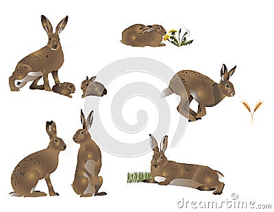 Life of hare Cartoon Illustration