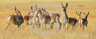 Life of the herd, pronghorn, antelope Stock Photo