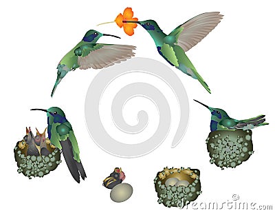 Life of hummingbird Cartoon Illustration