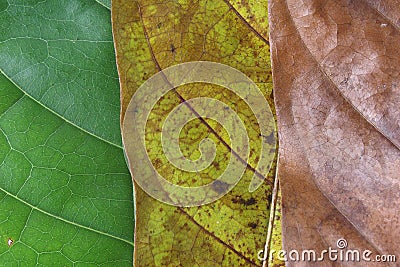 life leaf Stock Photo