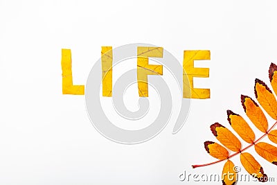 Life. Letters carved from wedge leaves Stock Photo
