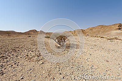 Life in a lifeless desert Stock Photo