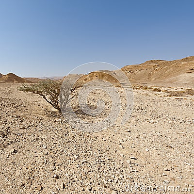Life in a lifeless desert Stock Photo